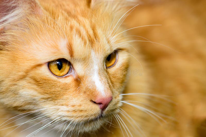 Closeup Photo Of Beautiful Adorable Red Cat Stock Photo Image of