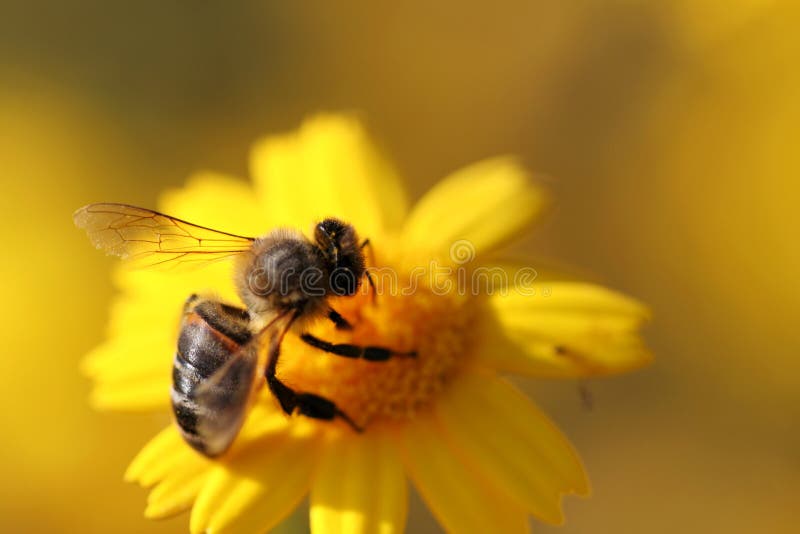 Close up photo of bee