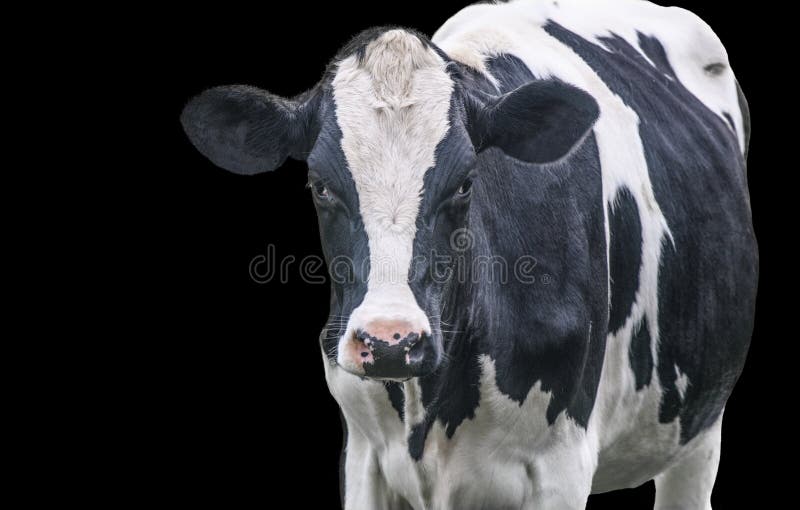 A close up photo of a black and white cow isolated on a black background