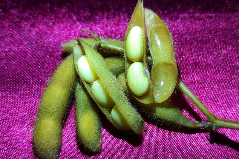 Boiled Soybeans are Green Soybeans that are Boiled and Eaten As a Snack