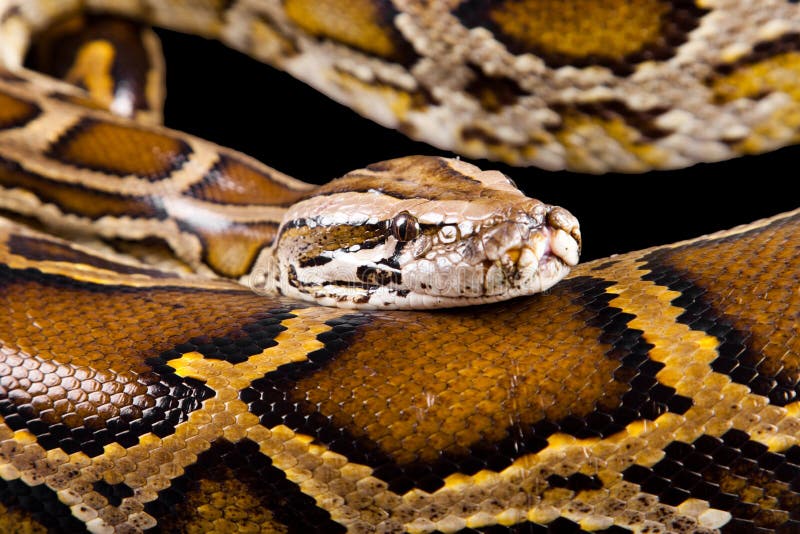 Close-up photo of burmese python royalty free stock photo