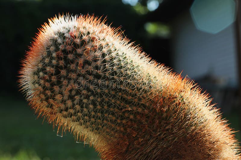 Dried up cactus stock photo. Image of head, color, thorn 13475136