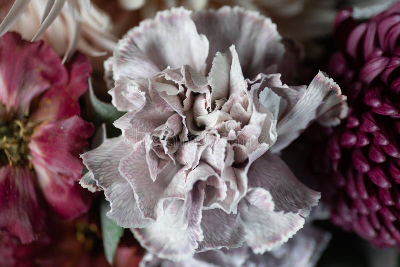 Closeup Photo of a Carnation Flower. Flower Delivery Stock Photo