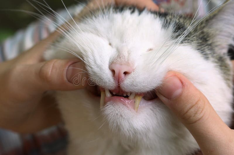 Close up photo of cat teeth