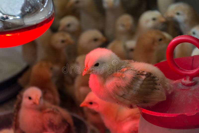 Closeup Photo of Chickens Heated with Infrared Light Stock Image