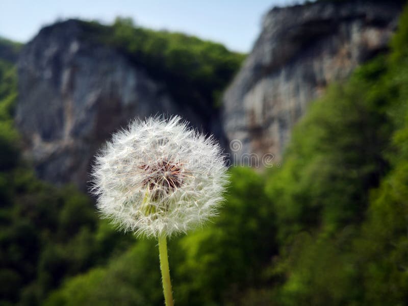 Dandelion - with the mountains in the background stock image Dandelion - with the mountains in the background stock image