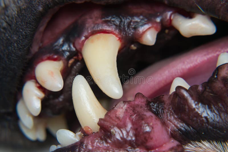 Close Up Photo Of A Dog Teeth After Tartar Removing And Before