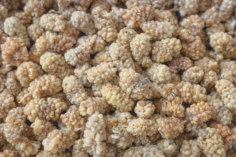 Close up photo of dried white mulberry, selective focus royalty free stock photos