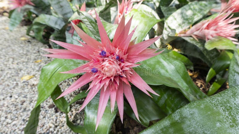 Aechmea Stock Photos Download 1 938 Royalty Free Photos Images, Photos, Reviews