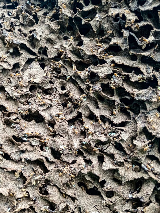 A close-up photo featuring a complex termite nest with many active termites. stock photos