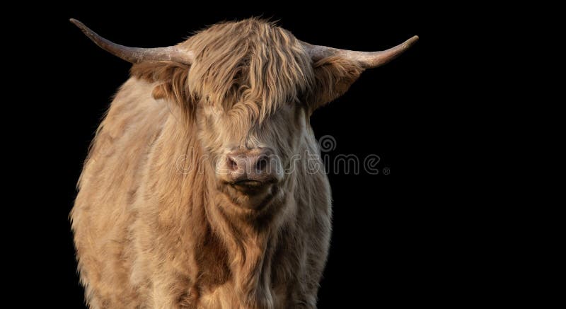 A close up photo of a Highland Cow isolated on a black background