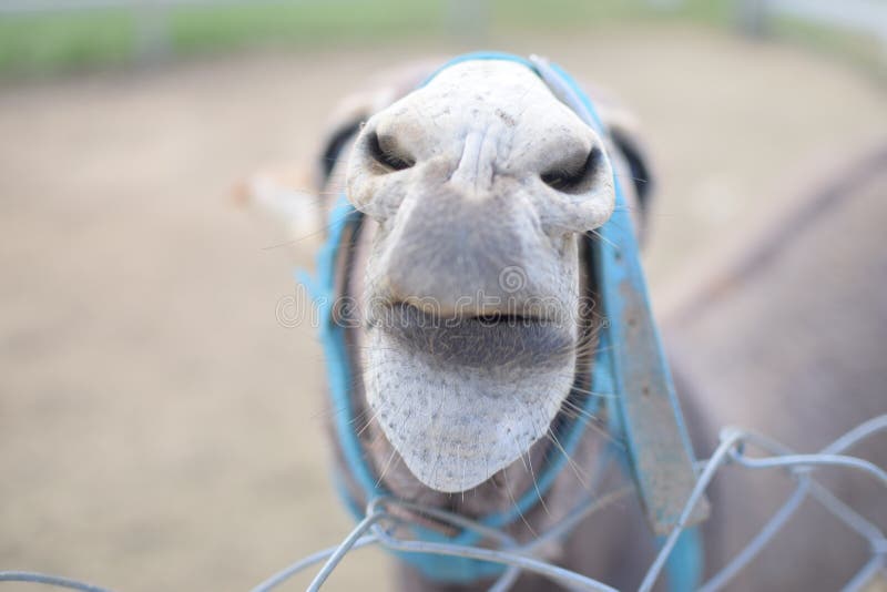 Close Up Photo of a Horse Mouse Chewing Something Stock Photo Image