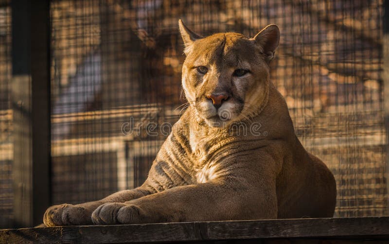 eastern puma zoo