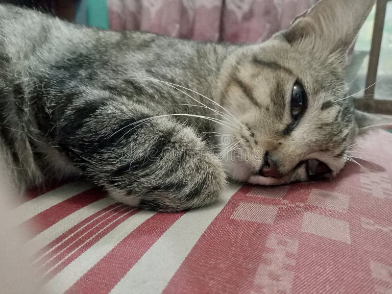 968 Sad Cat Bed Stock Photos - Free & Royalty-Free Stock Photos from  Dreamstime