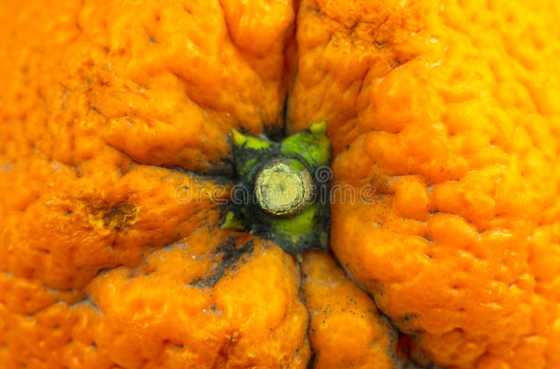 Close Up Photo of Orange Peel Texture. Oranges Ripe Fruit Background