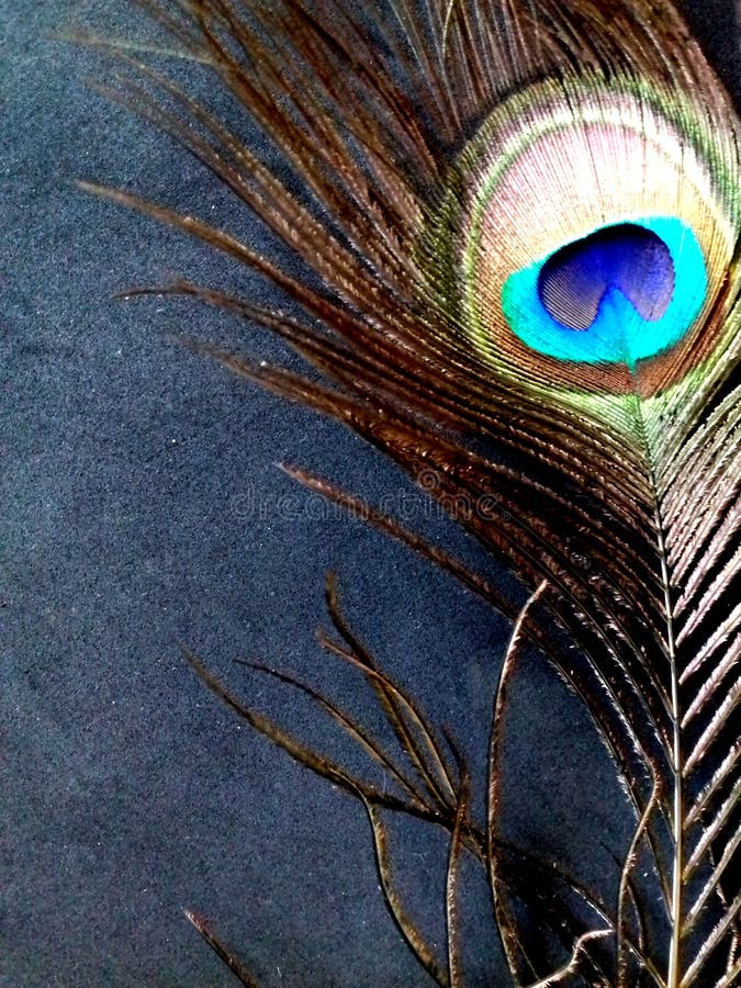 Close Up Photo of a Peacock Feather, on a Black Background Stock Image -  Image of pretty, print: 124945449
