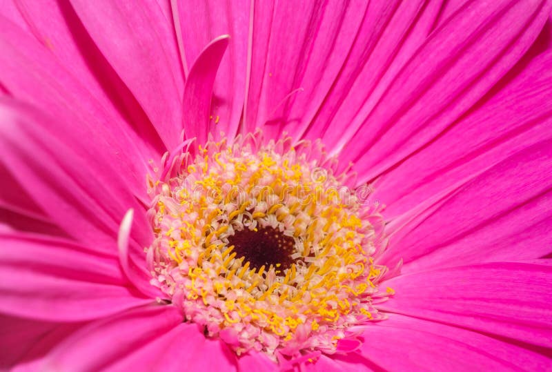 Close-up photo of a Pink flower Coral Gerbera Daisy for background or texture