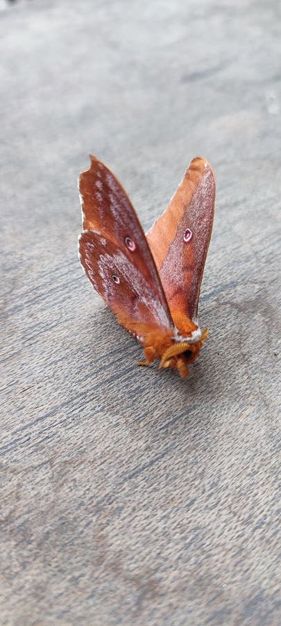 274 Polyphemus Moth Stock Photos - Free & Royalty-Free Stock Photos ...