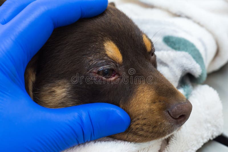Closeup Photo of a Puppy after Cherry Eye Surgery Stock Image Image