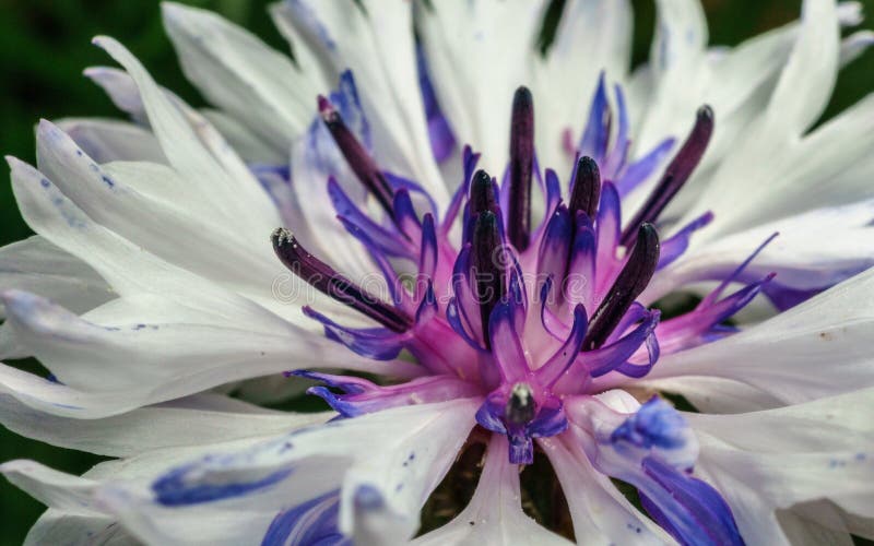Close-up photo of a purple and white flower for background or texture