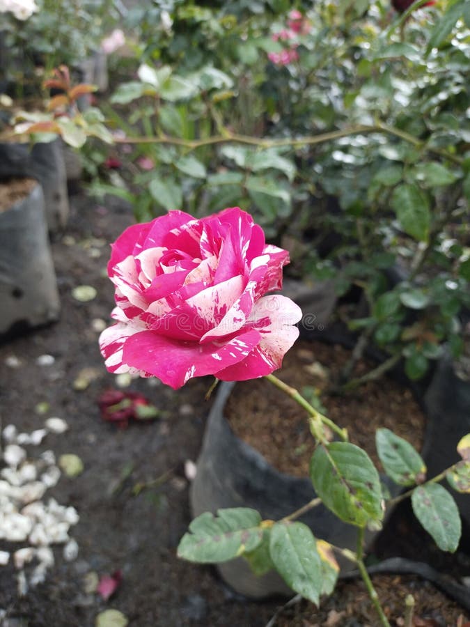 Closeup Photo of Red Flower, Great for Backgrounds Stock Image Image