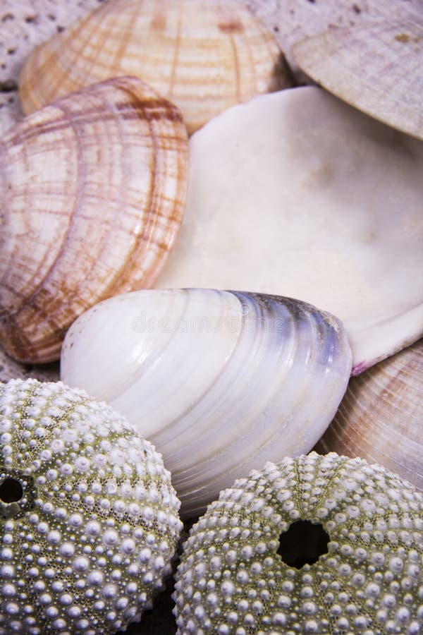 Oysters on the Wet Sand in the Sunshine on the Beach Stock Photo