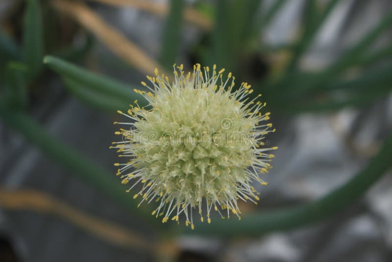 Closeup Photo of Spring Onion Flowers and Spring Onion Plants Stock