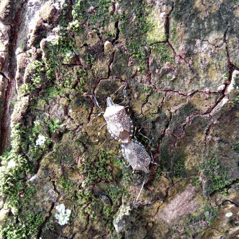 Close Up Photo of Stink Bugs on Tree Trunks Stock Photo Image of