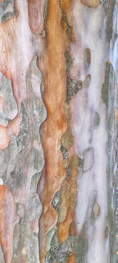 Close up photo of the texture of the bark of the leopard tree or Libidibia ferrea (Latin) royalty free stock images