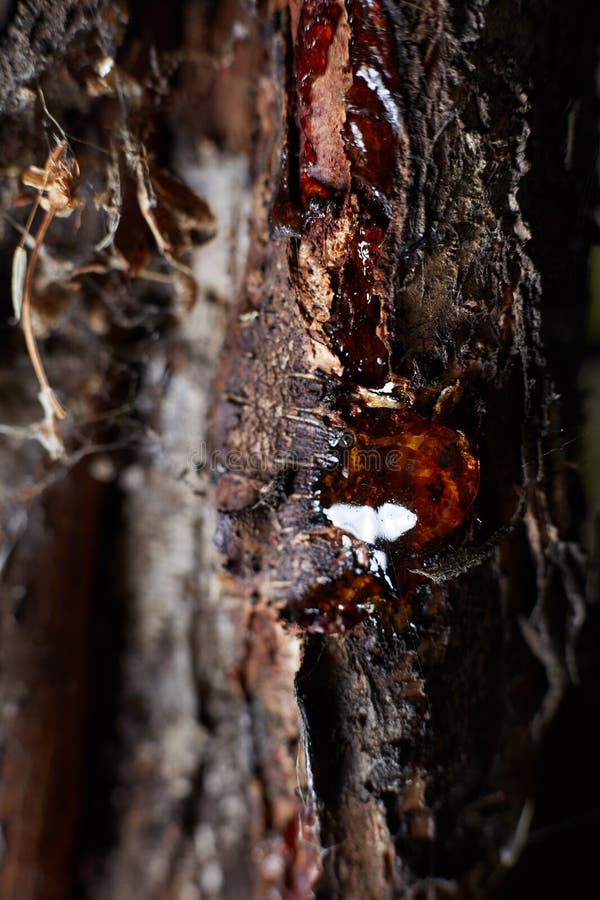 A close-up photo of a tree bark with a drop of resin the edges are gone in disfocus royalty free stock photo