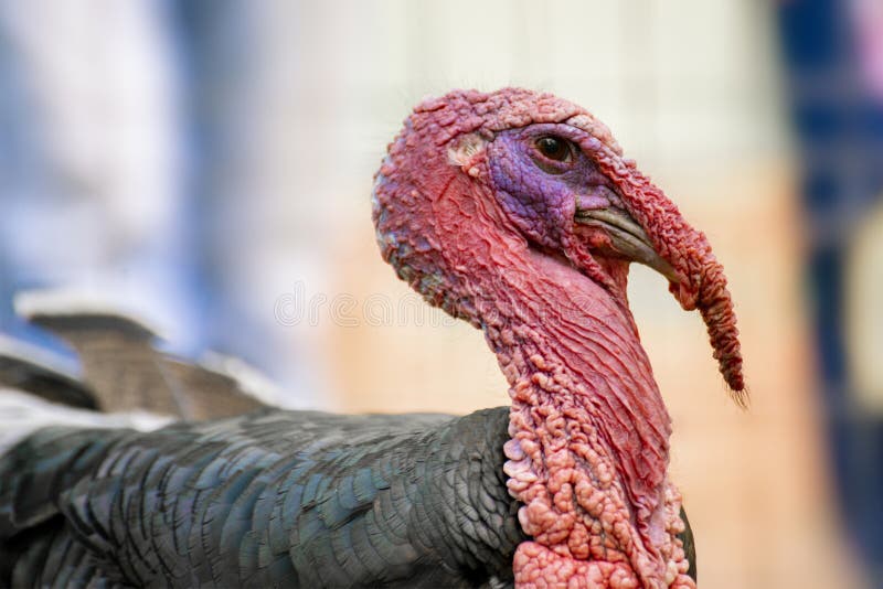 586 Ugly Turkey Photos - Free & Royalty-Free Stock Photos from Dreamstime