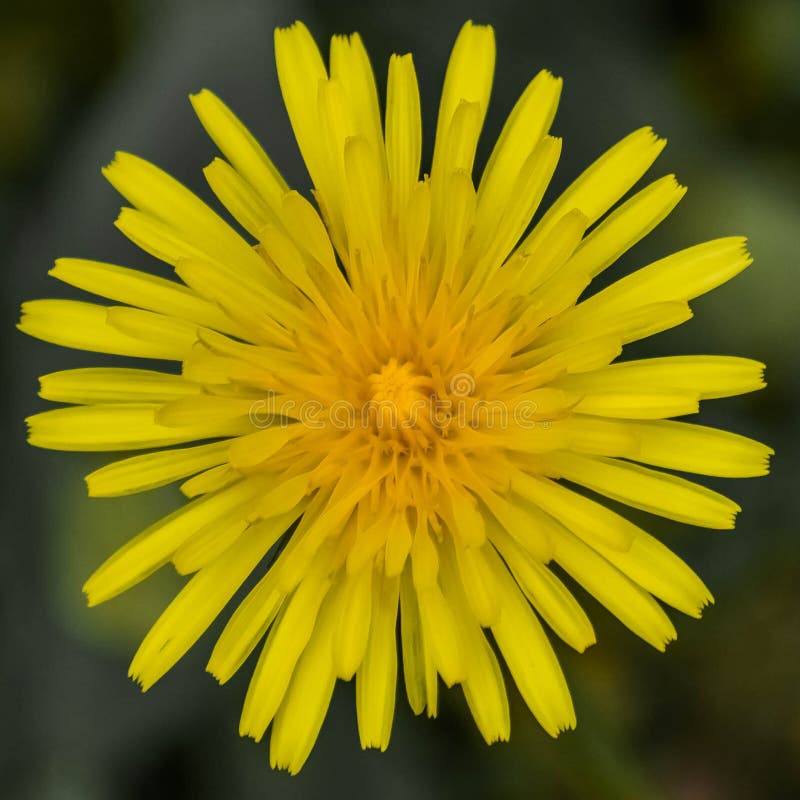 Yellow Dandelion, Close-Up, Early Spring