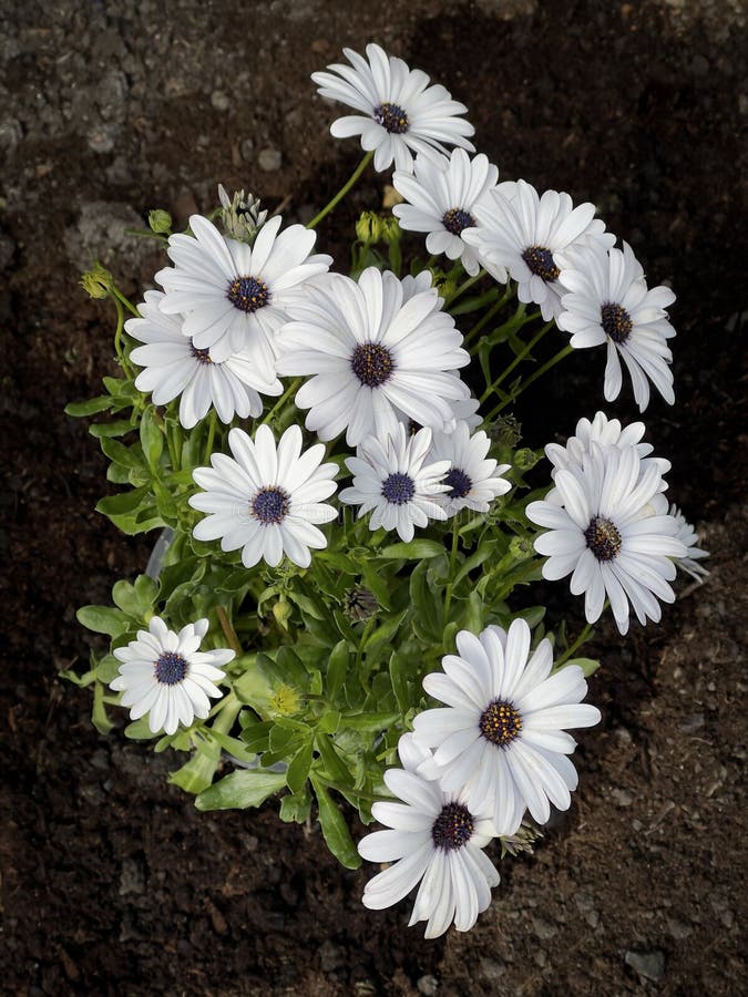 Wonderful White Osteospermum Stock Photo - Image of plants, group ...