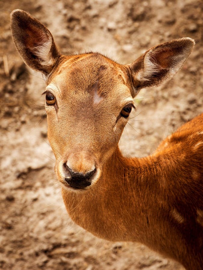Close Up Photography Of Brown Deer During Daytime Free Public Domain Cc0 Image