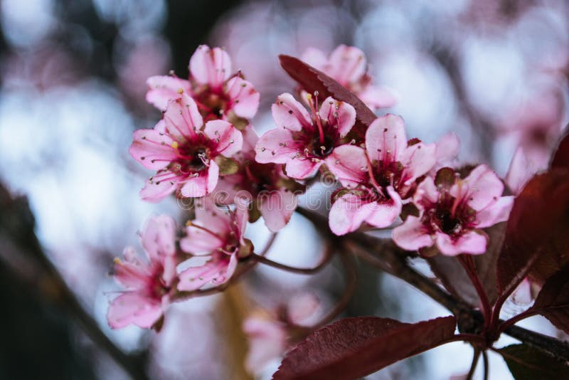 cherry blossom macro photography