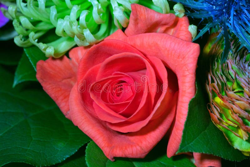 Close up photography on a flower in a bouqet royalty free stock image Close up photography on a flower in a bouqet royalty free stock image