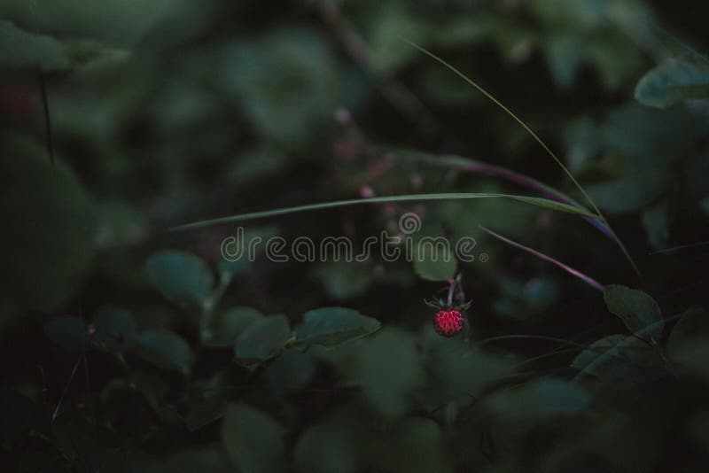 Close-Up Photography of Plants royalty free stock photo