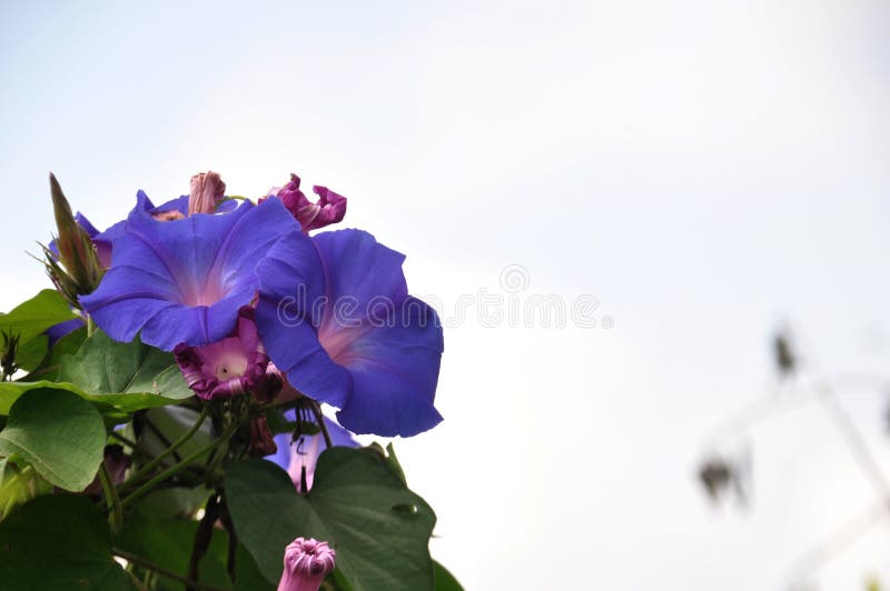 Wildflowers B29 Hill districts Lumajang royalty free stock photography Wildflowers B29 Hill districts Lumajang royalty free stock photography
