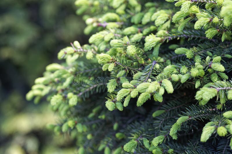 Close-up of Picea abies Inversa, garden spruce. Selective focus and shallow depth of field. royalty free stock photos