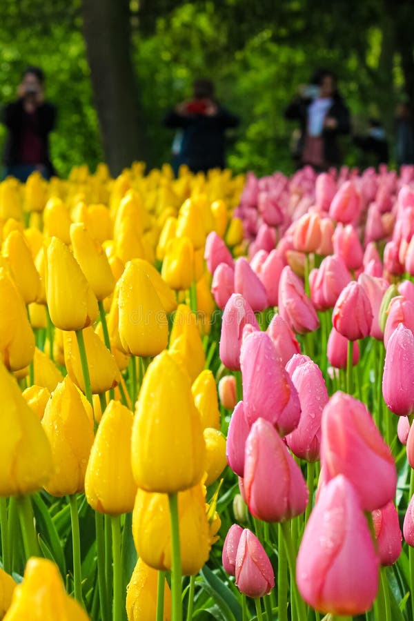 Close up picture of pink and yellow tulip flowers with blurred tourists in background. Tulips are popular tourist attraction in