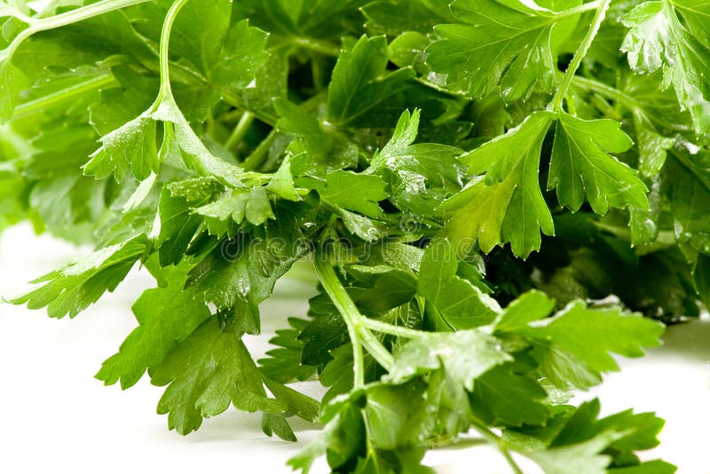 Close up picture of some fresh parsley