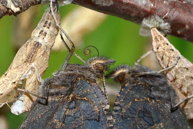 Caterpillar emerge best sale