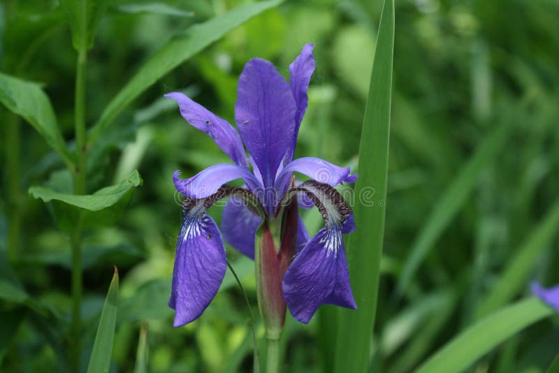 Beautiful violet iris, full bloom summer flower stock photos Beautiful violet iris, full bloom summer flower stock photos
