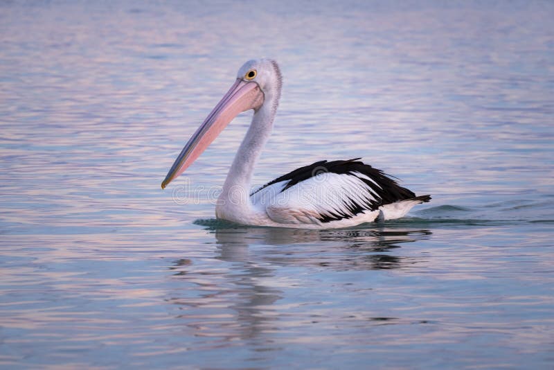 Close up picture of a wild pelican swimming at the sea. Sunset time, pink sky. Black and white feathers, pale pink beak. Vertical