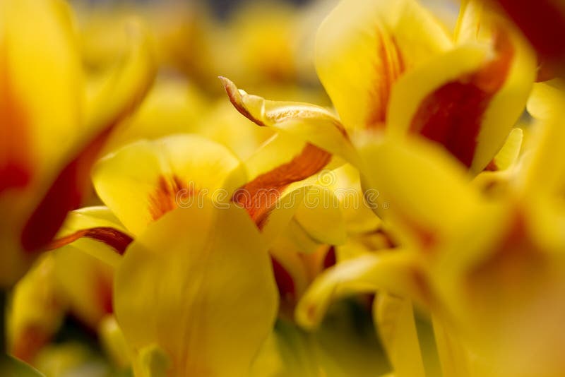 Close up picture of yellow tulips