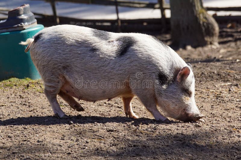 440 Pig Standing Up Stock Photos Free & RoyaltyFree Stock Photos
