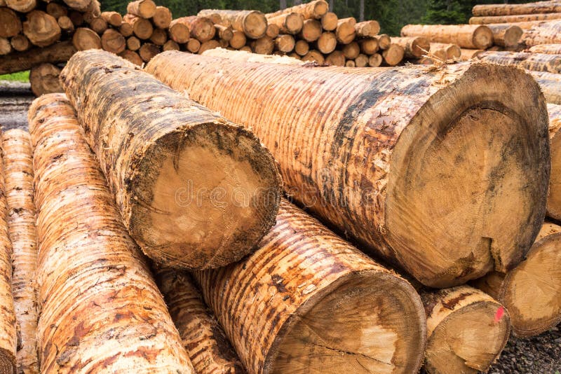 Pile of Logs stock photos