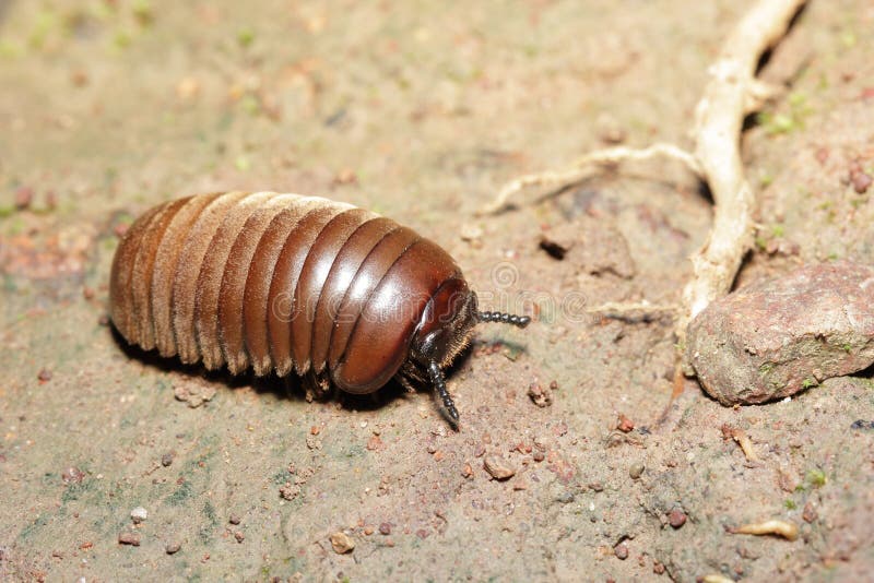 Close up Pillbug stock photo. Image of antenna, roly 33142964