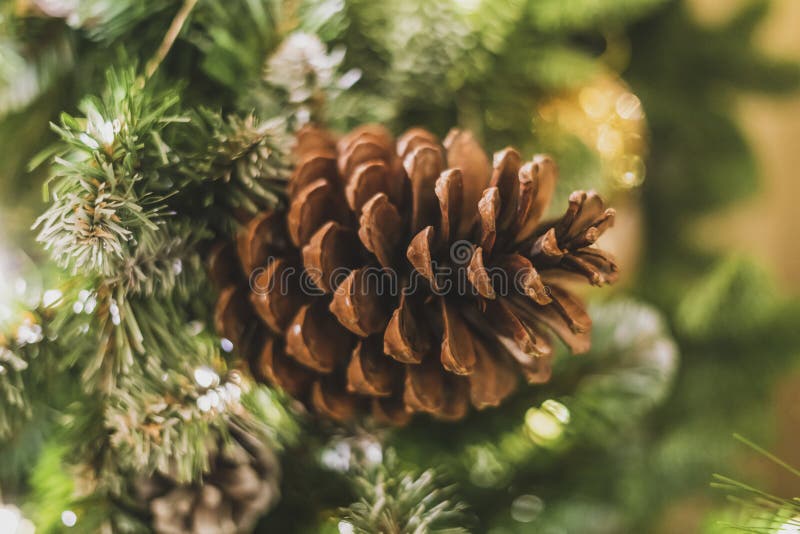 Close Up Pine Cone Tree on the Christmas New Year Tree F Stock Photo ...