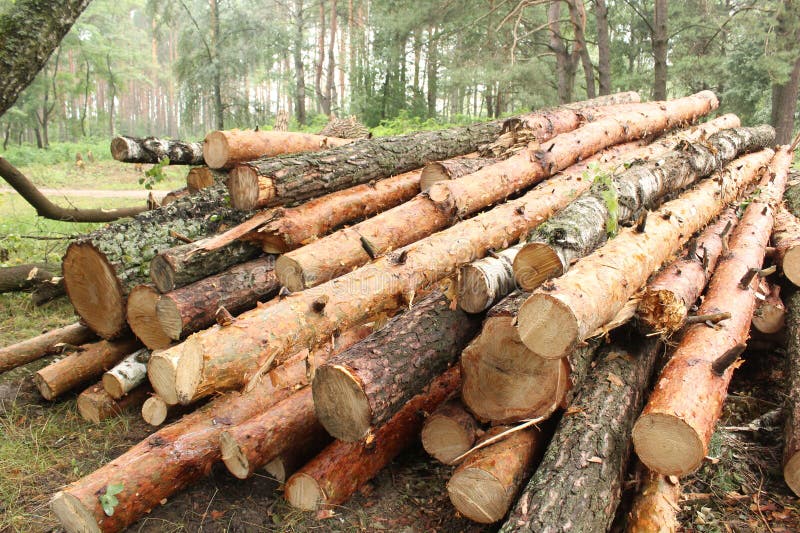 Close-up of pine logs. Natural wood background royalty free stock photography